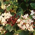 Viburnum tinus 'Gwenllian'